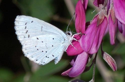 Réf. 247 009 : Celastrina argiolus